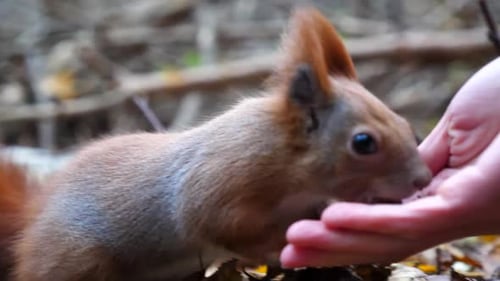 Red Squirrel Interacting with a Hand in Forest