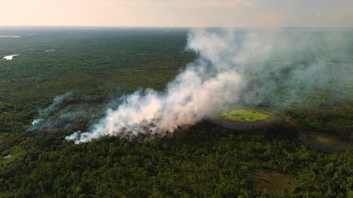 Florida Forest Consumed By Uncontrolled Wildfire with Fierce Flames and Heavy Smoke Rising Into the