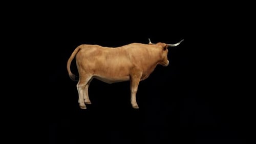 Cattle Beef idle Loop