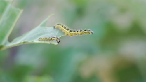 Close up on two large white larvae also called as cabbage white caterpillar (pieris-brassicae), one