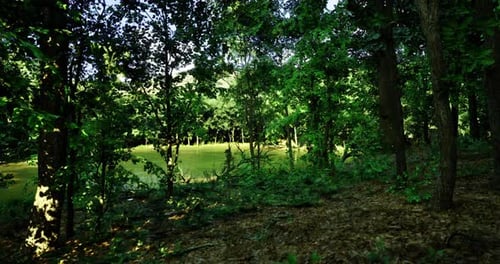 Lush Green Forest Landscape with Sunlight Filtering Through the Trees