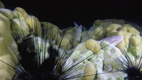 Marine Life Moray