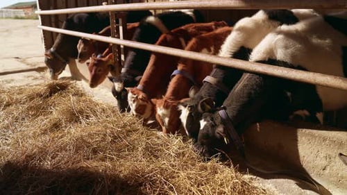 Young calves eating hay from a manger on a dairy farm