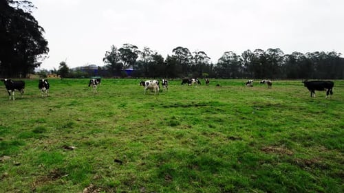 Aerial view of cows grazing in a field surrounded by grass under a clear sky and trees in background