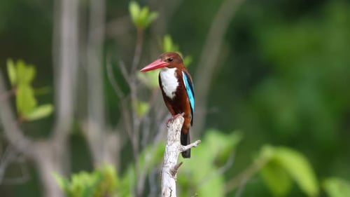 Whitethroated Kingfisher Perched on Branch in Natural Habitat