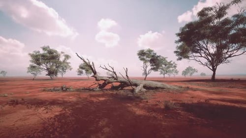 Lone Dead Tree on the Red Earth of the African Savanna Under a Cloudy Sky