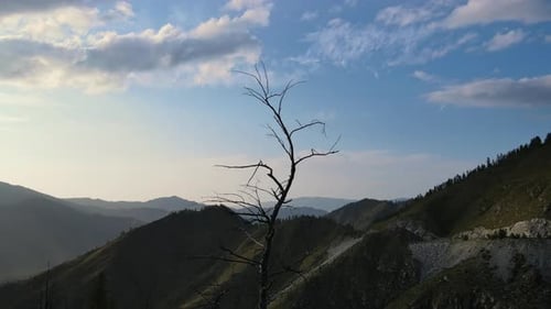 Aerial View of an Old Withered Tree on the Pass Against a Beautiful Valley