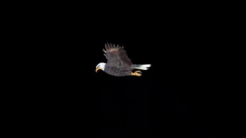 Black Eagle Glide 2