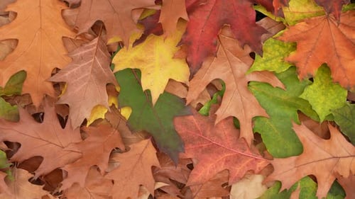 Colorful Autumn Leaves Display