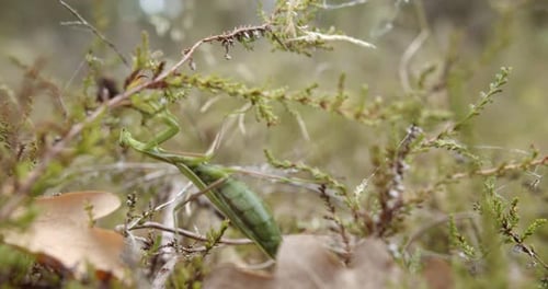 Green Praying Mantis In Upside Down Position Feeding On A Green Plants. - close up shot, slow pan