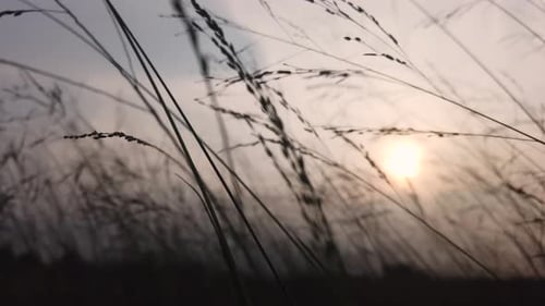 sunset sunrise close up grass silhouette.