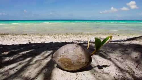 Exotic Food and Nature Concept - Coconut on Tropical Beach in French