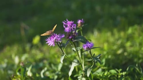 Slow Motion of Argynnis paphia Butterfly Landing on Flower