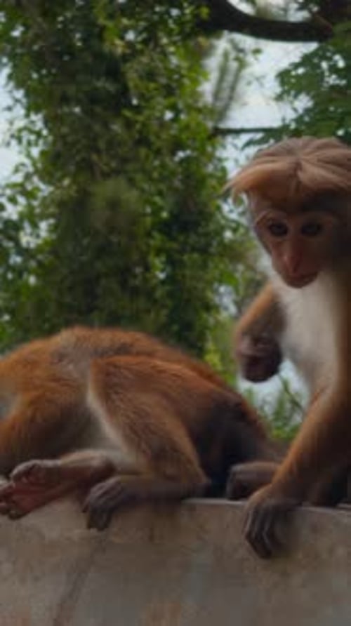 Beaux singes rouges dans un parc tropical Action de singes sauvages sur des sentiers de randonnée dans la jungle magnifique