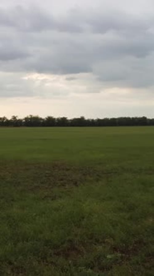 Cow in Green Field Near Grain Elevator Metal Grain Silo in Agricultural Zone Agriculture Storage for