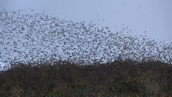Flock of starlings resting on the canopy of trees in a city park and ...