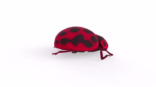 Animated Red Ladybug Walking 3D Loop Animation