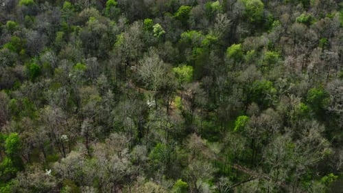 Fly Over Dense Tree Canopies In Forest Near Countryside. Aerial Drone Shot