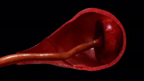 Detailed view of human blood vessel with internal tube