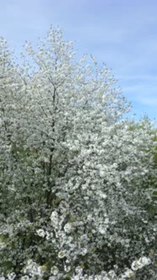 Aerial View of Blooming Trees with White Flowers in Spring