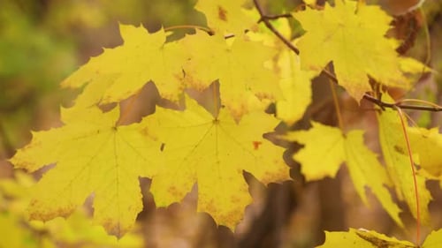 Colorful Autumn Maple Leaves 16