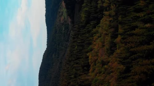 Colorful trees in mountain forest. Green pine tree forest. Vertical video