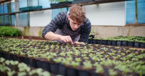 Adult Tends Seedlings in a Bright Greenhouse