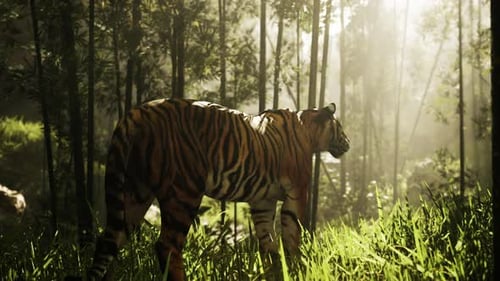 Massive Bengal Tiger Searches for Its Prey in a Bamboo Grove
