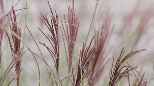 Close-up of Decorative Grass Blowing in the Wind