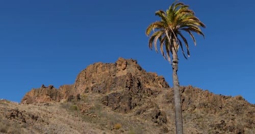 Palm tree moving in strong wind and on a background of a rocky hilltop lone tall palm tree in the mi