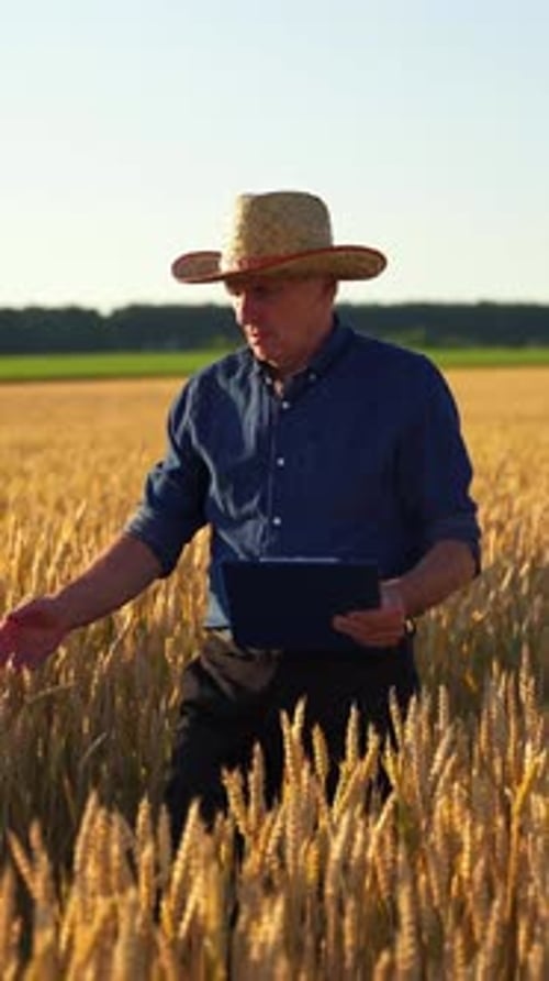 Senior Farmer Inspecting Wheat Crop in Rural Field