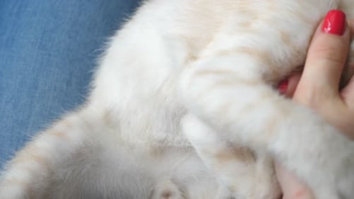 Woman plays with cute kitten on her lap