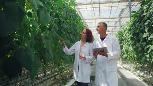 Botanists Examining Crops in Bright Greenhouse