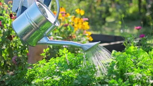 Woman Watering a Garden Bed with Watering Can