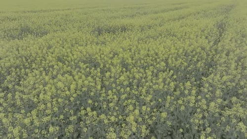 Blooming Rapeseed Field on a Sunny Day Flying Above Stunning Yellow Rape Fields in Spring Aerial