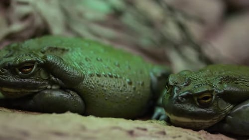 Große, dicke, pralle Frösche ruhen ruhig im Trockenterrarium des Zoos