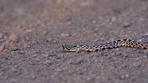 Un petit serpent taureau glissant