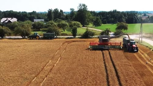Drone Shot Flying Over Combine Harvesters Working on Wheat Field. Food Industry Concept.