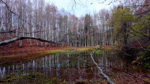Serene Autumn Forest Pond Reflecting Bare Trees and Tranquil Atmosphere