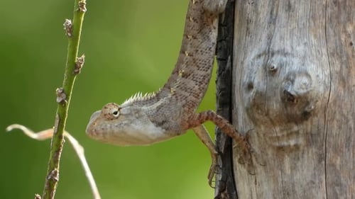 Lagarto esperando por uma presa.