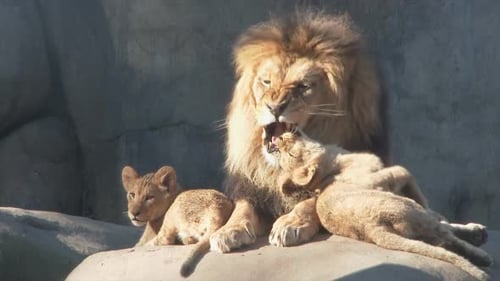 Den Moment festhalten: Männlicher Löwe spielt kämpfend und schaut in die Kamera 4K