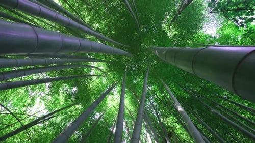 Forêt de bambous. Forêt dense à travers laquelle il est impossible de passer.