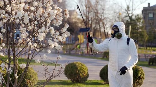 Gärtner versprüht Insektizide im Schutzanzug, Landwirt mit Gasmaske besprüht blühende Bäume