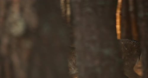 Deer Running Through the Forest