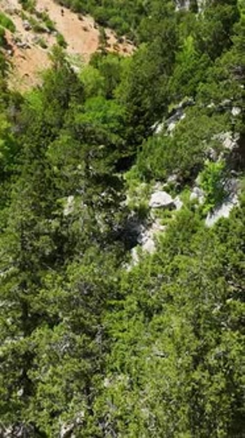 Vertical Video Exploring the Green Forest Travelers Embark on Their Journey