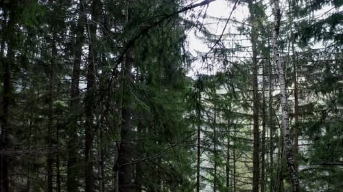 Schuss bewegt sich vorwärts in einem grünen Kiefernwald zwischen den Bäumen.