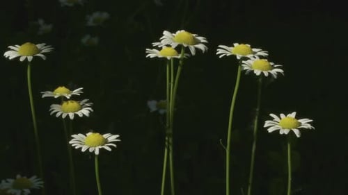 White chamomile flowers sways in wind on green background
