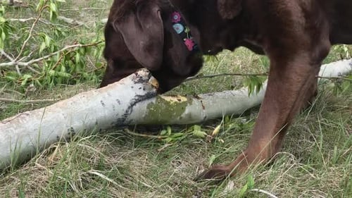 Puppy Chews Branch in Grassy Field