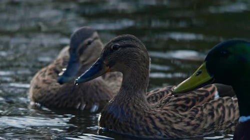 Three Ducks Swimming in Water Close Up