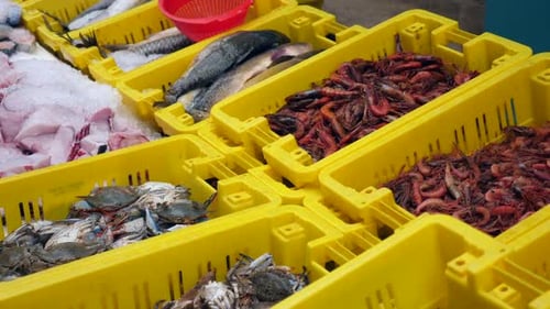 Verschiedene Fische und Meeresfrüchte in gelben Boxen auf einem lokalen Markt